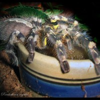 Poecilotheria regalis