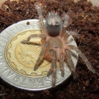 grammostola pulchripes