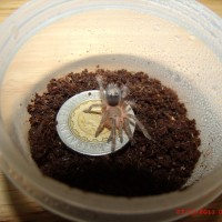 grammostola pulchripes