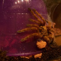 My Pterinochilus murinus