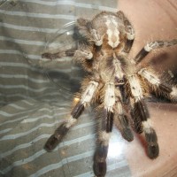 My Poecilotheria miranda's