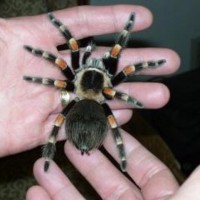 Brachypelma smithi