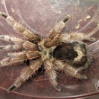 Chilean Gold Burst Tarantula