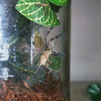 P. Regalis sling eating