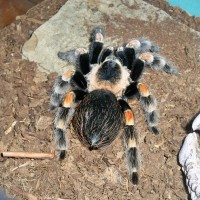 Brachypelma smithi