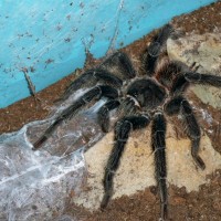 Lasiodora parahybana- mature male