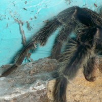 Lasiodora parahybana- mature male