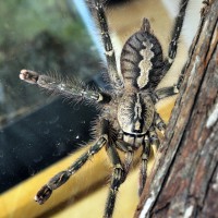 Poecilotheria ornata, sub-adult female.