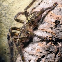 Poecilotheria rufiliata, female.