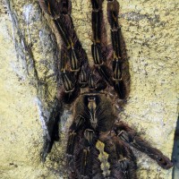 Poecilotheria rufiliata, female.