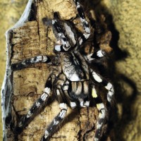 Poecilotheria regalis, female.