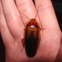 Colorful Dubia Cockroach Male