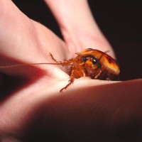 Colorful Dubia Cockroach Male