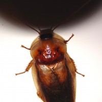 Colorful Dubia Cockroach Male
