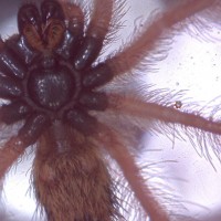 A. metallica (ventral 2)