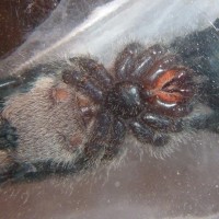 Avicularia purpurea