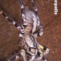 P. regalis