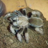 aphonopelma