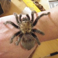 Aphonopelma ???