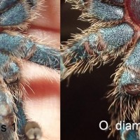 My two Oligoxystre diamantinensis