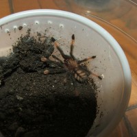 New P. irminia sling