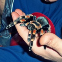 Female B. Smithi