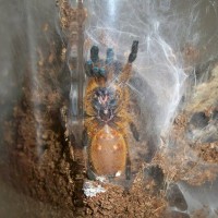 P. murinus M/F?