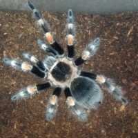 Brachypelma smithi