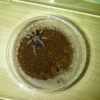 brachypelma boehmei