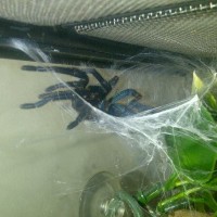 gbb