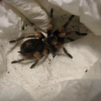 B. Smithi