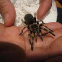 B. Smithi