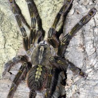 Poecilotheria rufiliata, female.