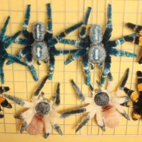 My Tarantula Toy Collection :)