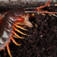 Scolopendra galapagonesis