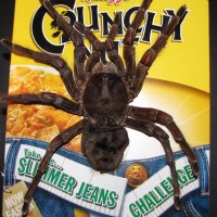 Theraphosa blondi - 11inch against cereal box