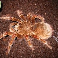 Theraphosa blondi