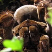 Theraphosa blondi - Classic shot