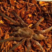 Current tarantula's