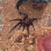 Current tarantula's