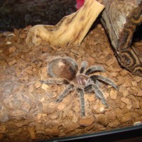 Current tarantula's