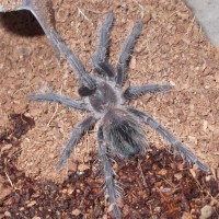 Current tarantula's