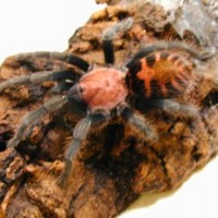 Current tarantula's