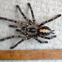 ornata female