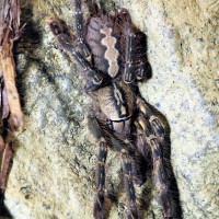 Poecilotheria ornata, sub-adult female.