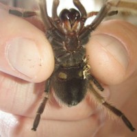 Aphonopelma sp. New River M/F?