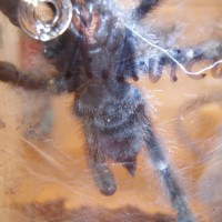 Avicularia avicularia M/F?