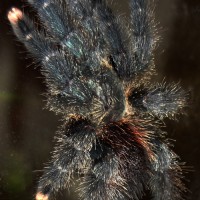 What Species of Avicularia?