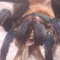 My Chromatopelma, Bach