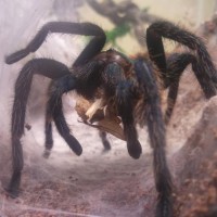 My Chromatopelma, Bach